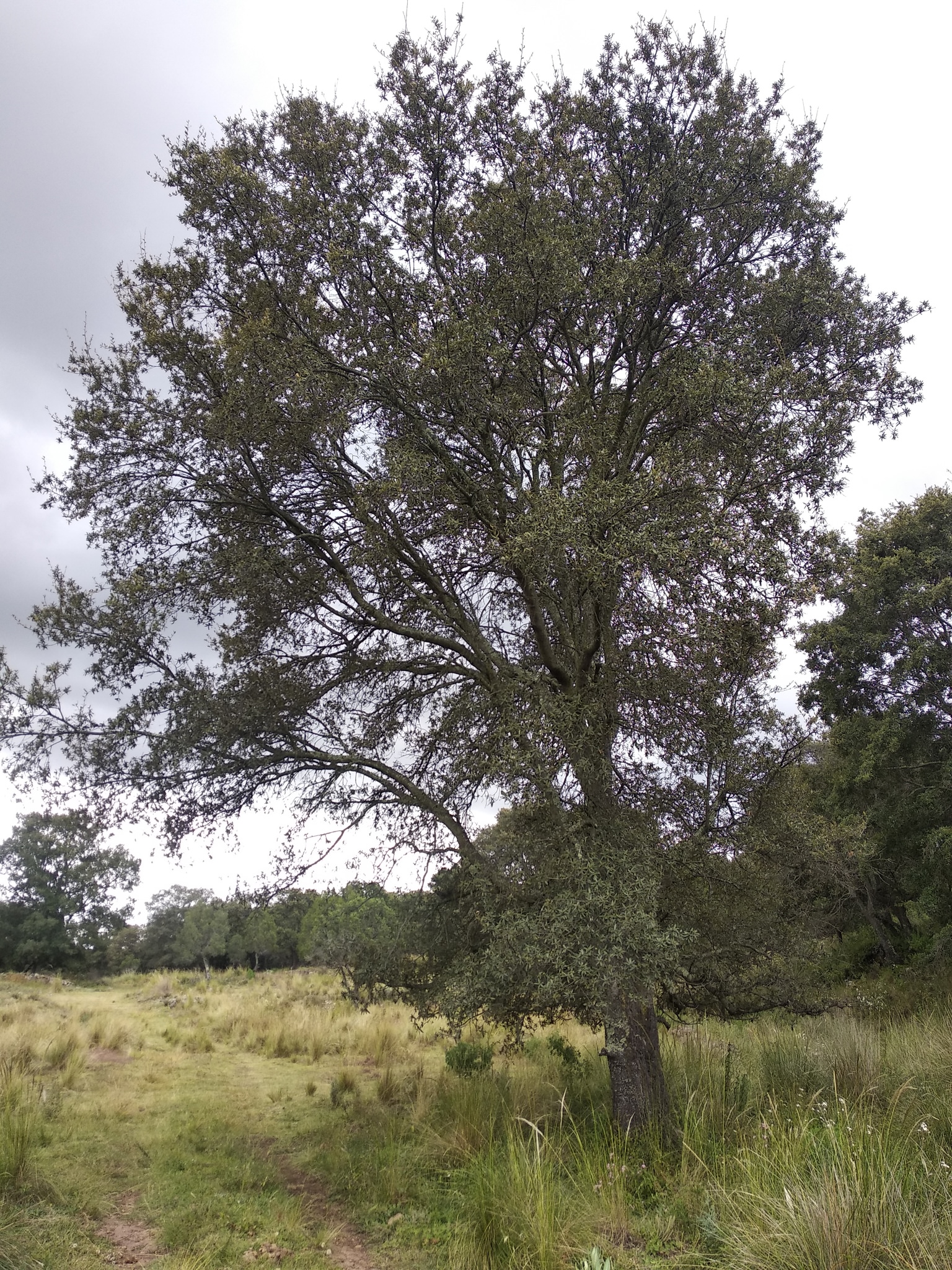 Quercus crassipes